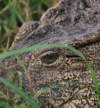 Cocodrilo cubano (Crocodylus rhombifer)