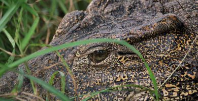 Cocodrilo cubano (Crocodylus rhombifer)