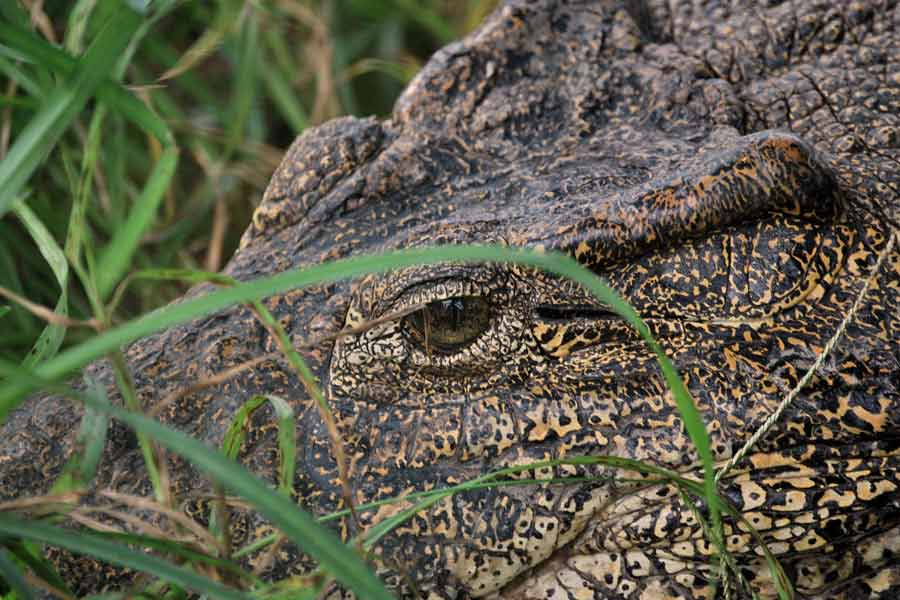 Cocodrilo cubano (Crocodylus rhombifer)