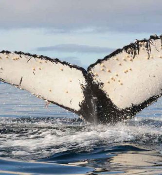 Cola ballena yubarta