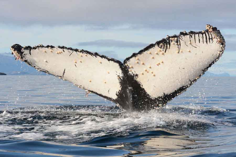 Cola ballena yubarta