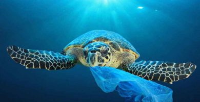 Contaminación del mar