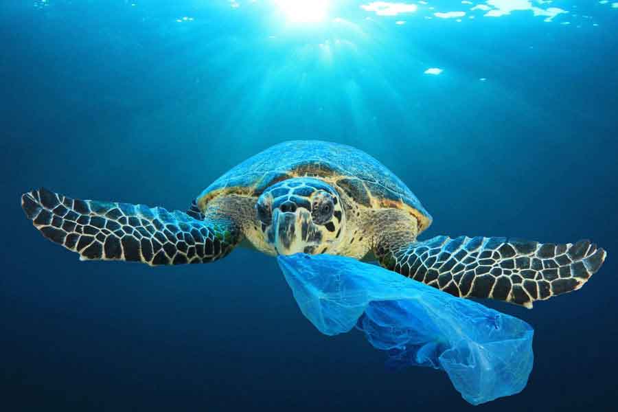 Contaminación del mar