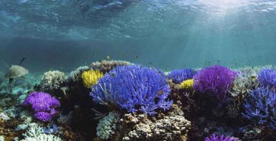 Arrecife de coral