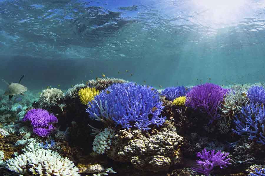 Arrecife de coral