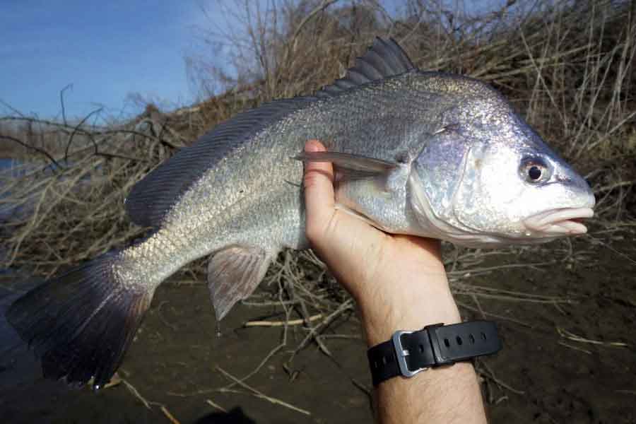 Corvina de río