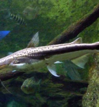 Cucharón