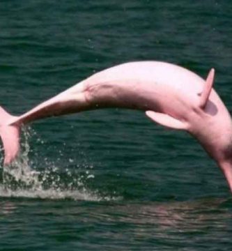 Delfín de agua dulce
