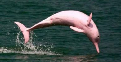 Delfín de agua dulce