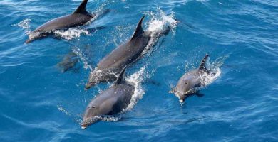 Delfines