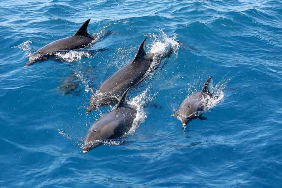 Delfines