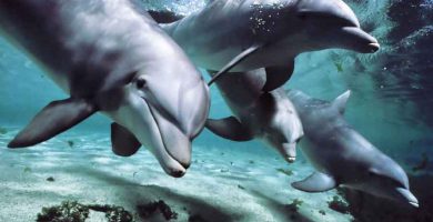 Delfines