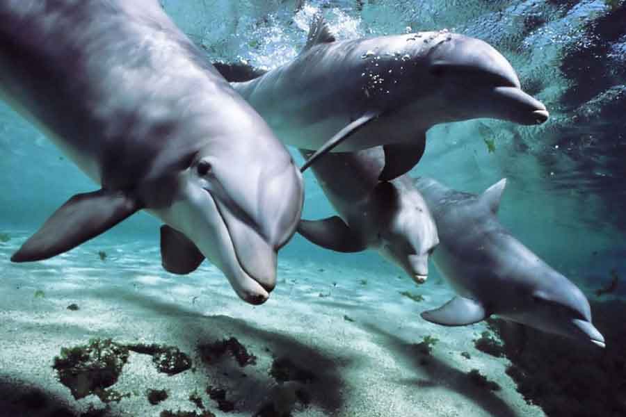 Delfines