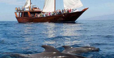 Delfines amistosos