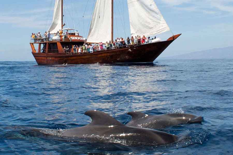 Delfines amistosos