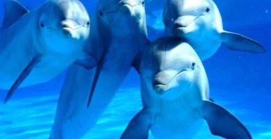 Delfines