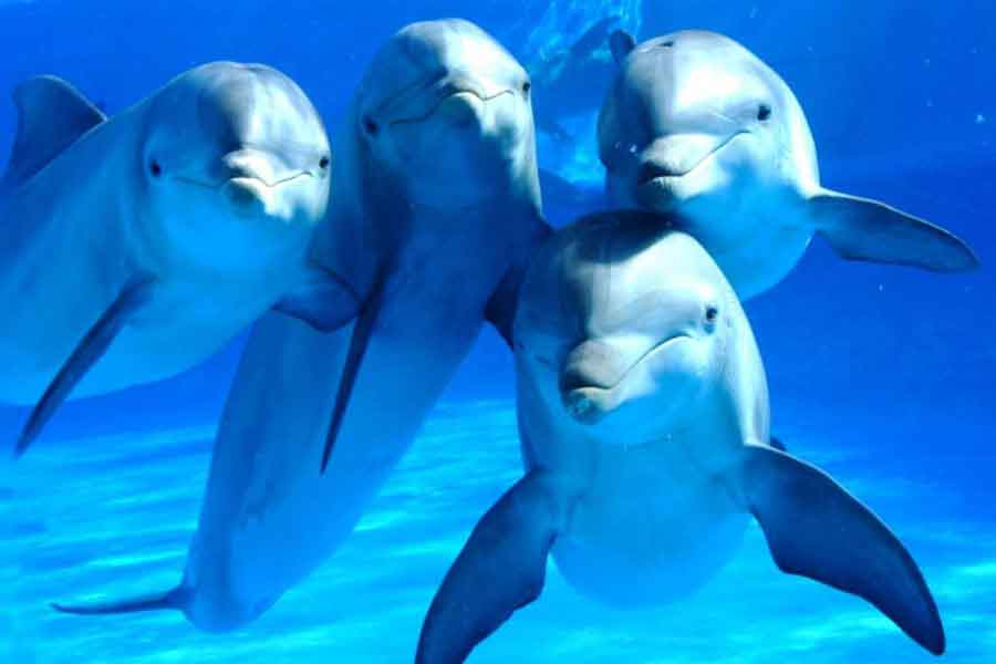 Delfines