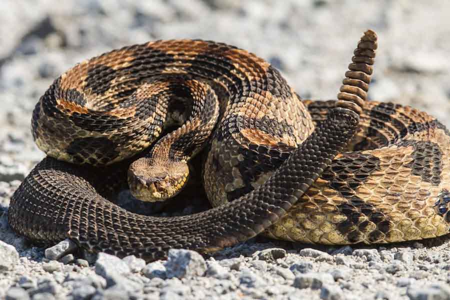 Serpiente de cascabel