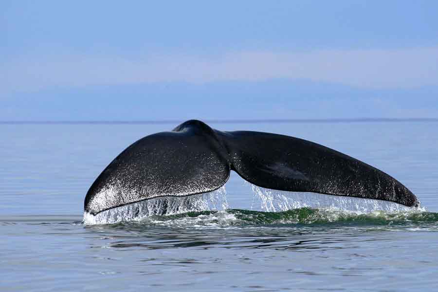 Cola de ballena