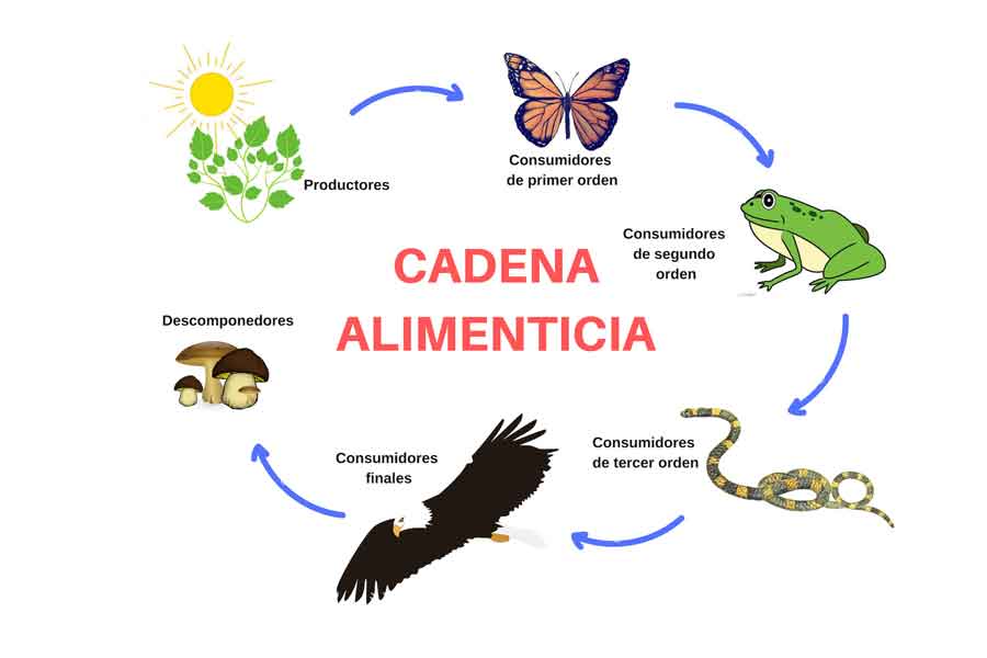 Cadena alimenticia