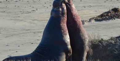 Pelea entre elefantes marinos