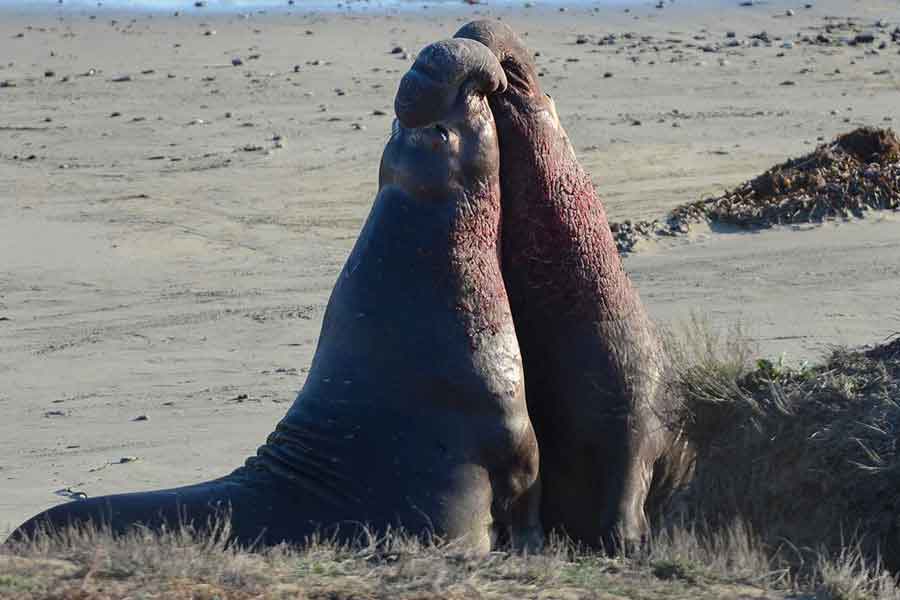 Pelea entre elefantes marinos