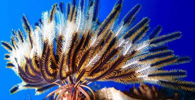 Estrella crinoidea