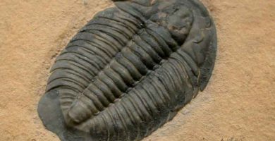 Trilobite