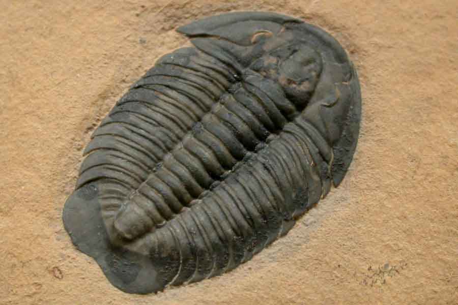 Trilobite