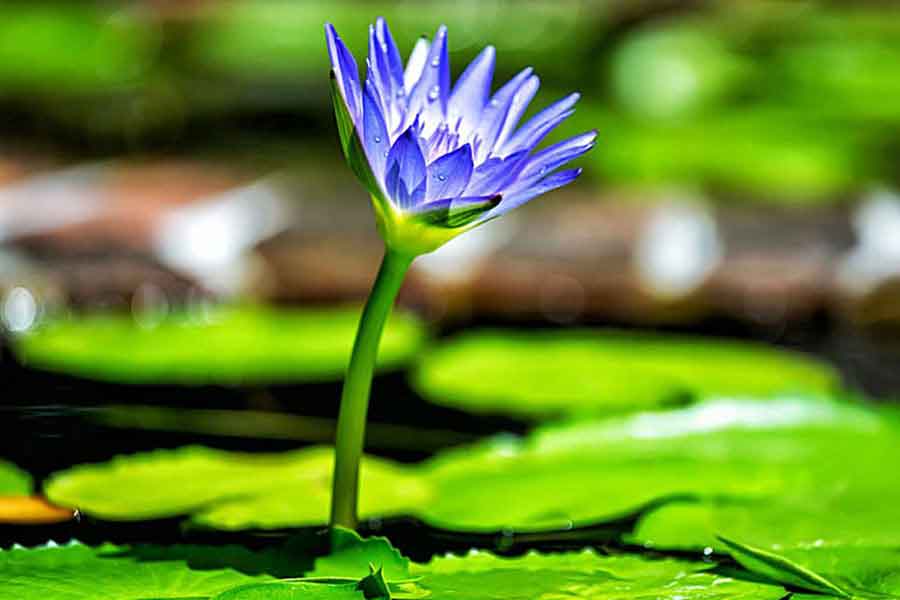 La fisiología de las plantas