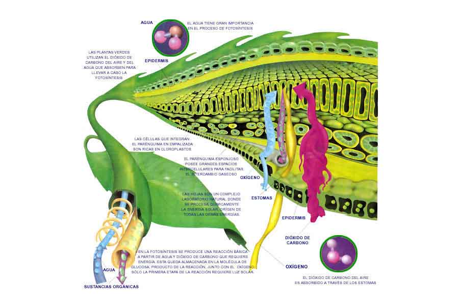 Esquema de la fotosíntesis