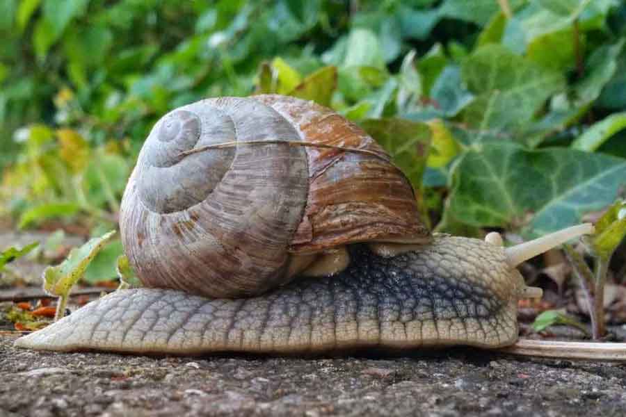 Caracol