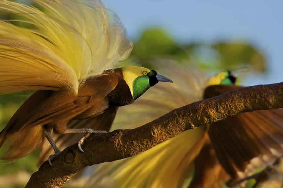 Aves cortejando