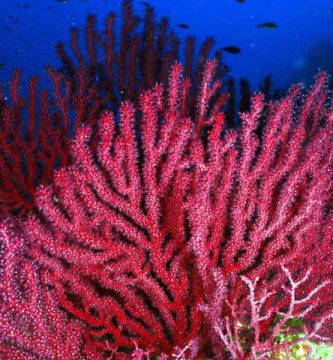 Gorgonia