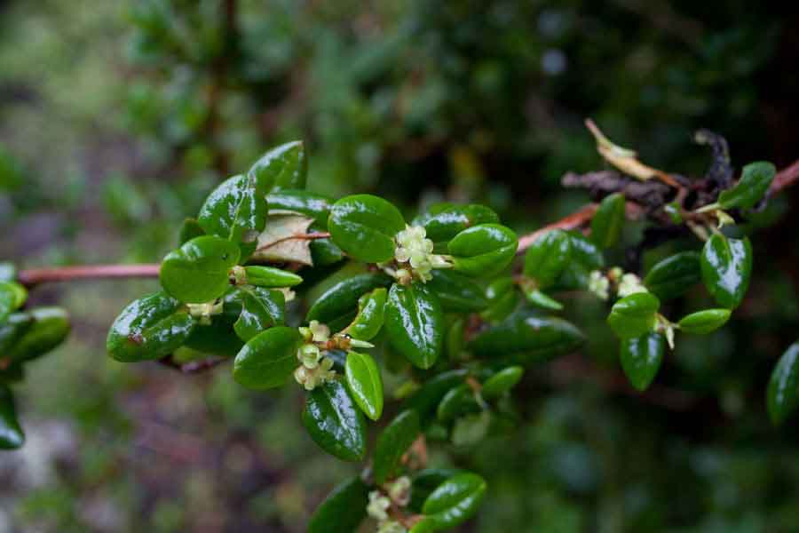 La hoja