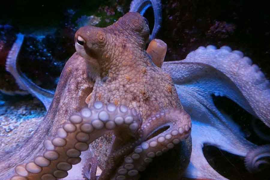 Pulpo