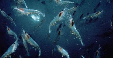 Krill antártico
