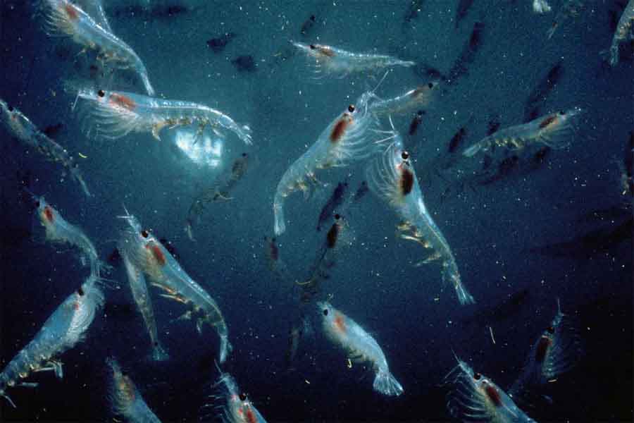 Krill antártico