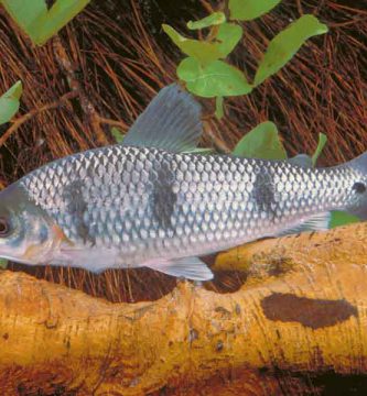 Otros peces del Paraná