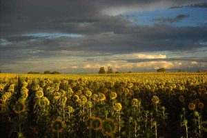 Campos de girasol