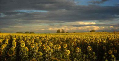 Campos de girasol