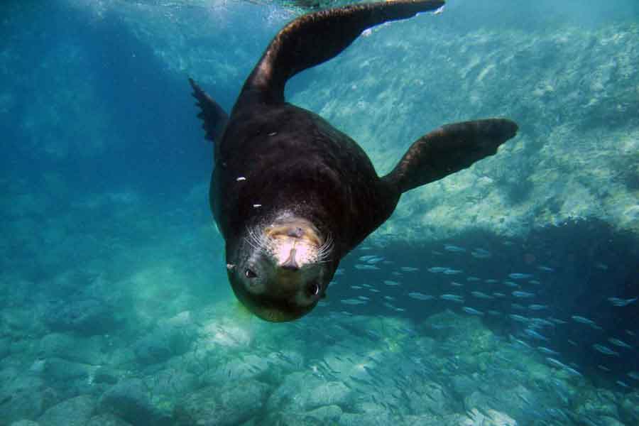 Lobo marino