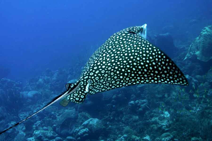 Mantarraya águila