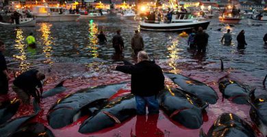 Matanza de ballenas en las islas Feroe