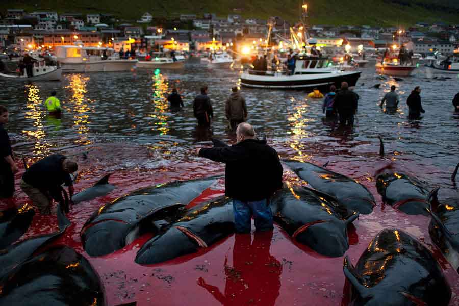 Matanza de ballenas en las islas Feroe