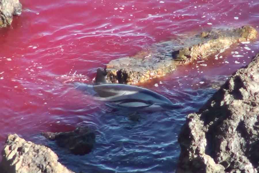 Matanza de delfines