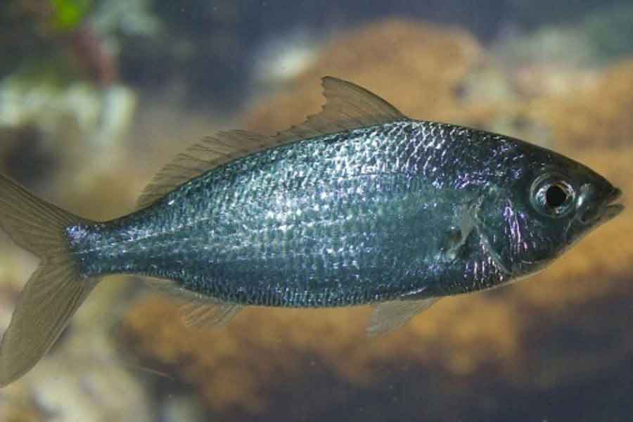 Mojarra