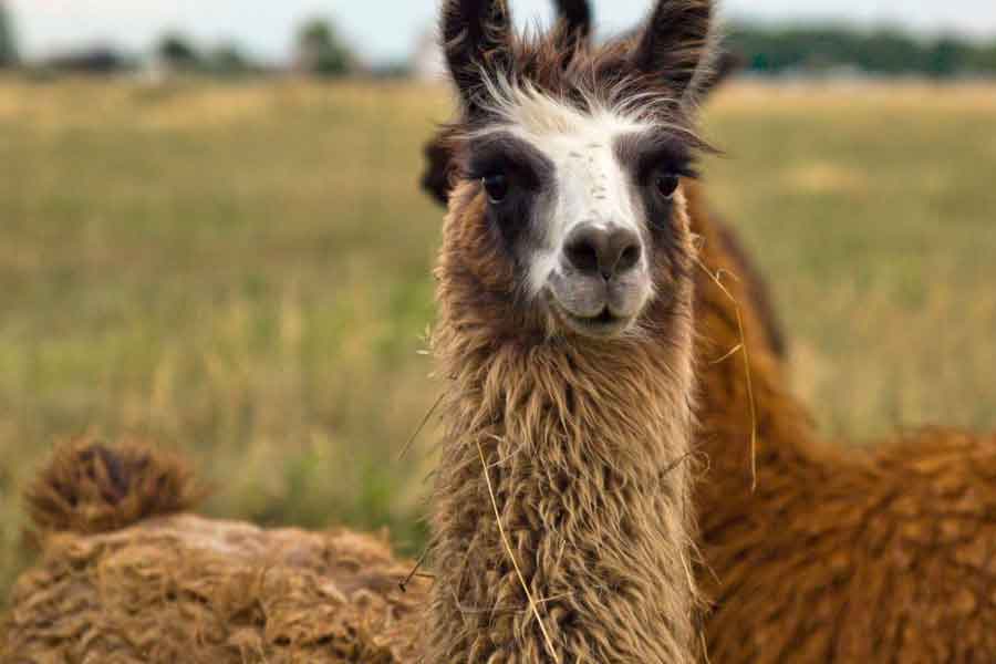 Llamas