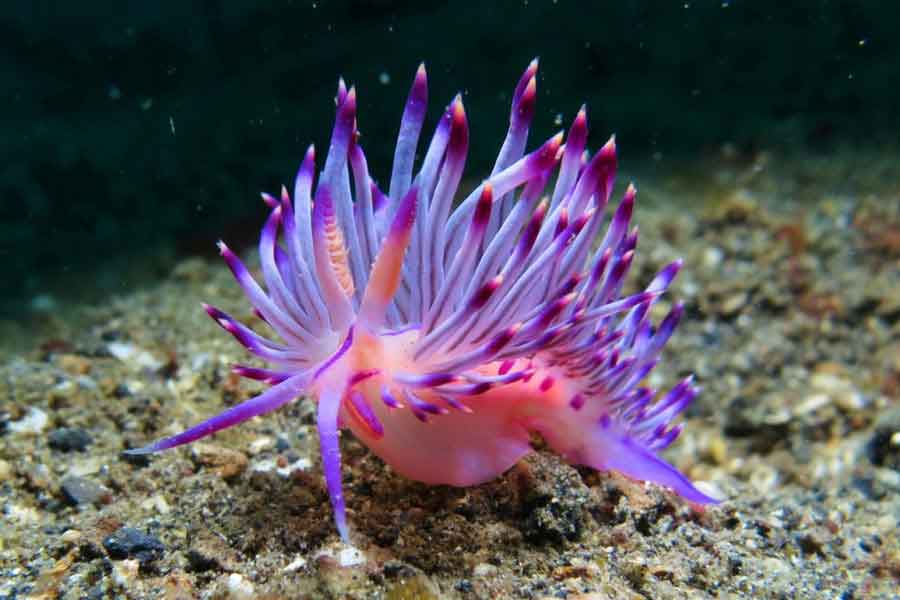 Nudibranquio