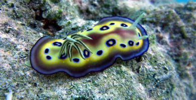 Nudibranquio